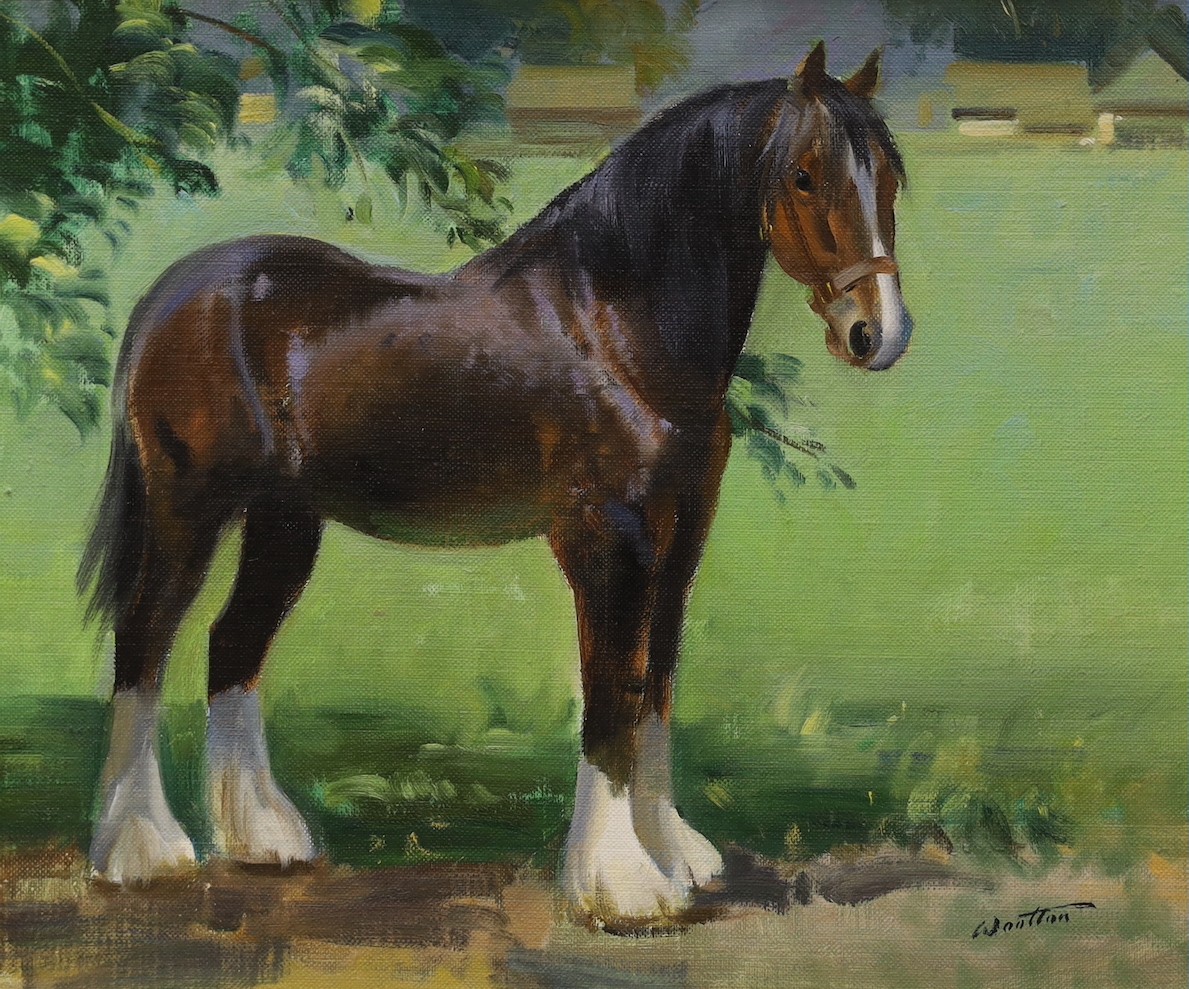 Frank Wootton (1914-1998), oil on canvas, 'Study of a Shire horse', signed and inscribed verso, 24 x 30cm